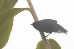 Diglossa albilatera