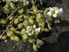 Cochlearia anglica