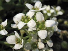 Cochlearia anglica