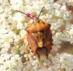 Carpocoris pudicus