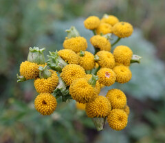 Rhopalomyia tanaceticola