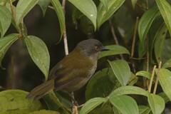 Chlorospingus semifuscus