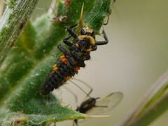 Coccinellidae