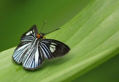 Pythonides lancea