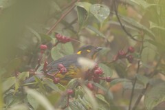 Anisognathus lacrymosus