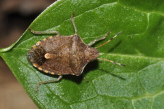 Peribalus strictus vernalis