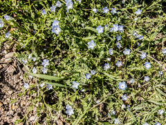 Nemophila
