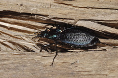 Carabus intricatus