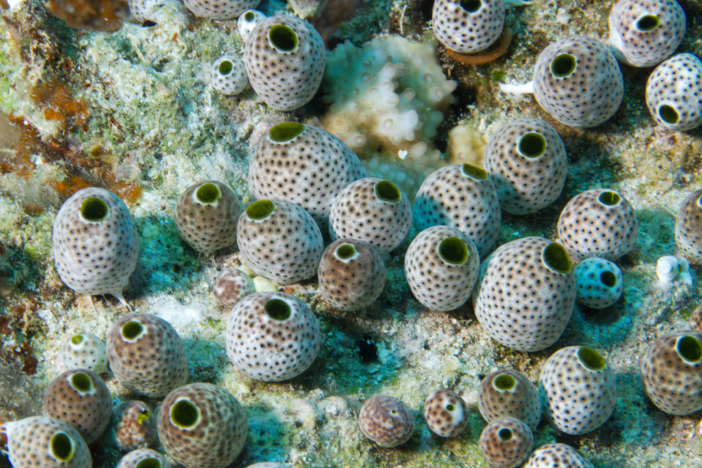 Photo of Green barrel tunicate (Didemnum molle)