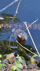 Pomacea canaliculata