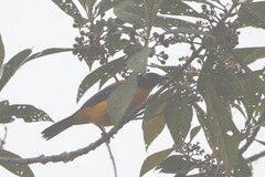 Anisognathus notabilis