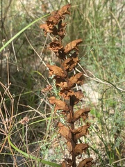 Orobanche