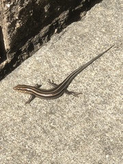 Plestiodon