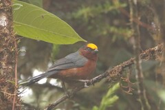 Catamblyrhynchus diadema