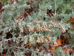Artemisia austriaca