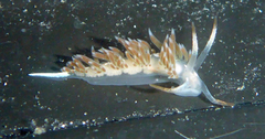 Coryphella cooperi