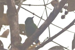 Chlorochrysa phoenicotis
