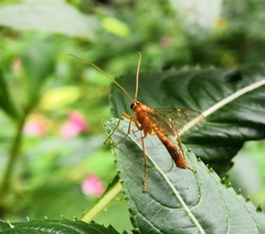 Therion circumflexum