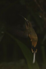 Phaethornis syrmatophorus