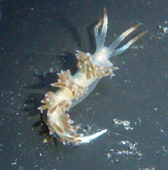 Coryphella cooperi