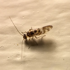 Graphopsocus