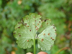 Puccinia glechomatis