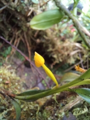 Maxillaria
