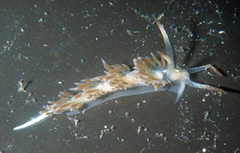 Coryphella cooperi