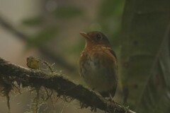 Grallaricula flavirostris