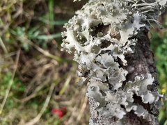 Parmelioideae