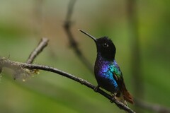 Boissonneaua jardini