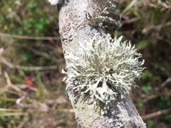 Ramalina