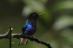 Boissonneaua jardini