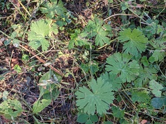 Geranium viscosissimum