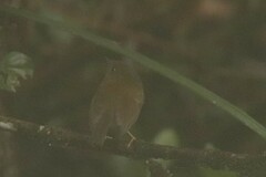 Pseudotriccus pelzelni