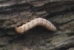 Eudryas unio