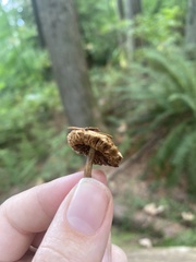 Simocybe centunculus
