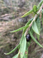 Orsilochides guttata