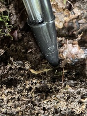 Diplopoda