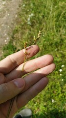 Carex spicata