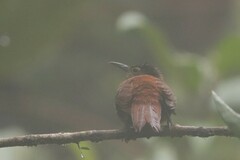 Pseudocolaptes johnsoni