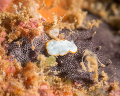 Goniobranchus verrieri