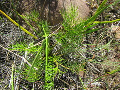 Chamarea capensis