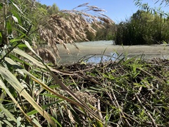 Phragmites