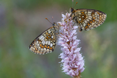 Melitaea aurelia