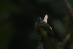 Myiotriccus ornatus