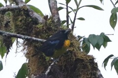 Bangsia melanochlamys