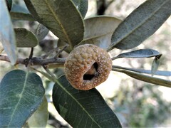 Andricus chrysobalani