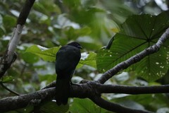 Chamaepetes goudotii