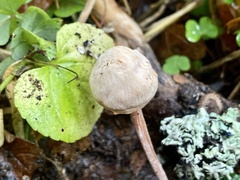 Candolleomyces candolleanus